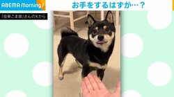 普段は得意なはずが… “お手”の要求に空振り三振 おてんばな柴犬の姿に「やる気が空回り」「かわいい」と反響続々