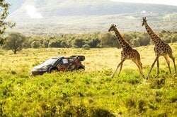 「なんか動物出た」放送席が騒然 世界ラリー、GRヤリスが時速140キロ超で爆走→目の前を野生動物が横切る衝撃光景