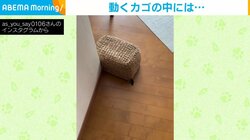 ひとりでに動くカゴ!? “可愛らしい”中身に「最初びっくりしたw」「声出して笑っちゃいましたー」反響続々