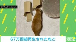 箱の前でお尻フリフリする猫 中に入ると思いきやまさかの“裏切り行為”でツッコミ殺到「そっちかーい！」「はいらんのかーい」