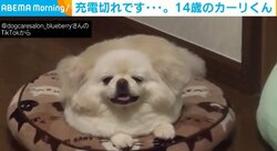 眠気が“限界”に達した犬 5秒で寝落ちする姿に「想像以上の充電切れ」「絵に描いたよう」の声