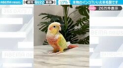 「超おとなしいインコちゃん！？」羊毛フェルトで作られたリアルすぎる“ぬいぐるみ”に「羽の質感が出てすごい！」「羊毛だなんて信じられない」と驚きの声