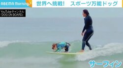 「10歳でこれくらい動ける犬は少ない」 スポーツ万能な“サーフィン犬” 飼い主とともに世界へ挑戦