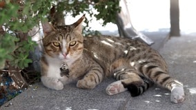 W杯敗退のイングランド、カタールで懐いた野良猫を国に連れ帰る！4か月隔離へ