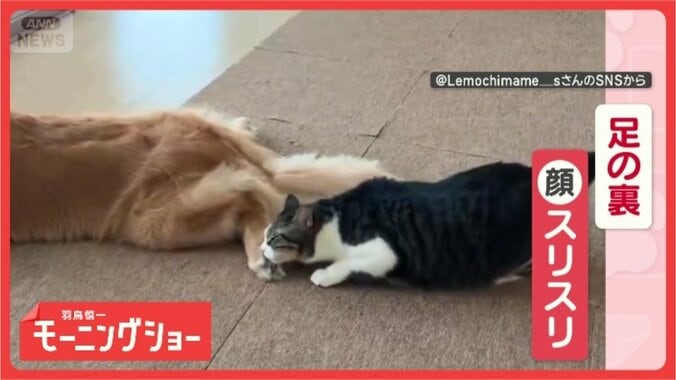 「ワンちゃんの足の裏が大好きニャン」　引っ込めても諦めない！狙い続けるネコ 1枚目