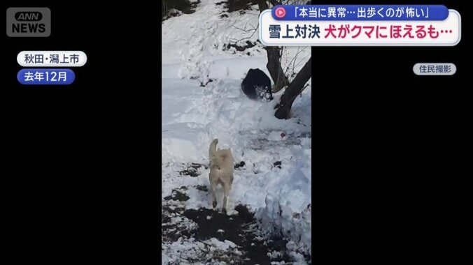 しびれを切らした犬が…