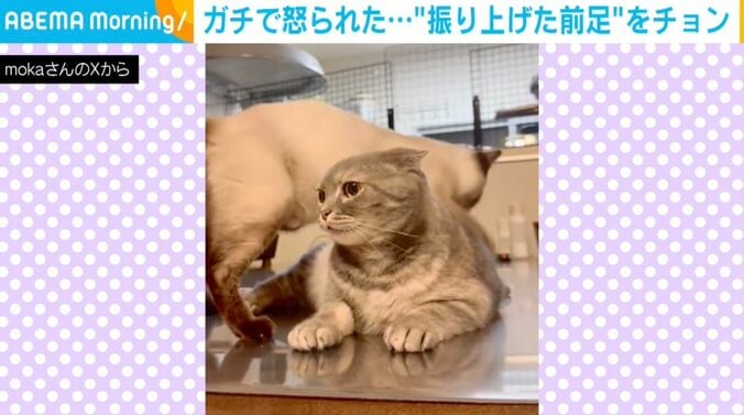 ハナ子ちゃんとポンズちゃん