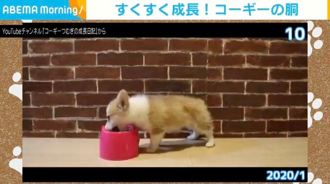 コーギーのつむぎちゃん