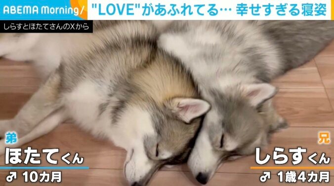 サモスキーの兄弟