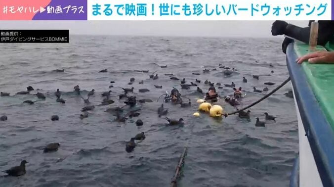 ハシボソミズナギドリ