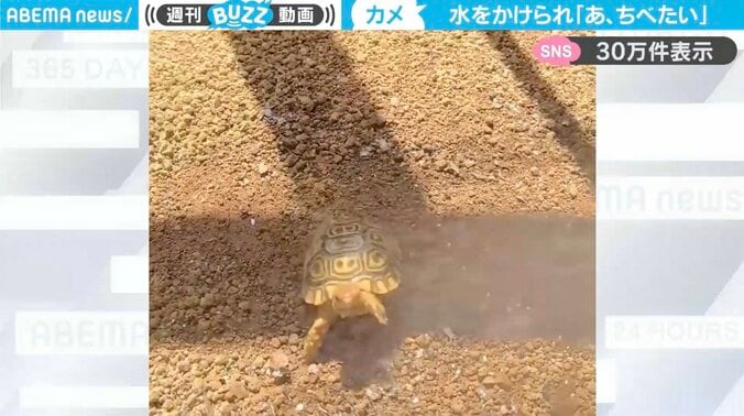 ナミビアヒョウモンガメのキー坊