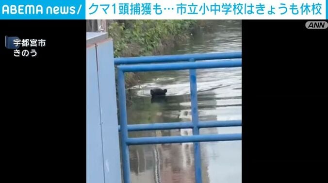 クマ