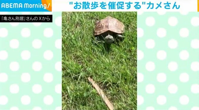 クサガメのホークちゃん（7歳）