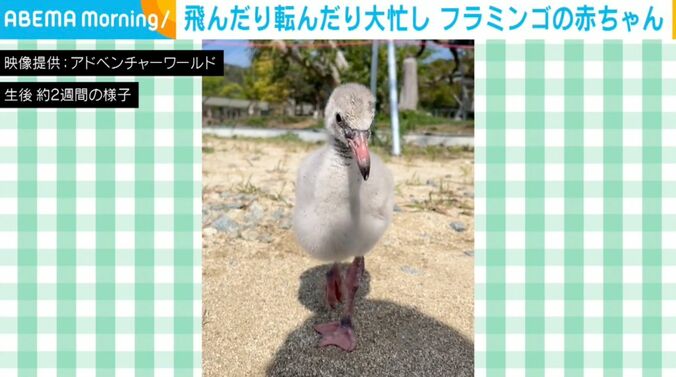 フラミンゴの赤ちゃん