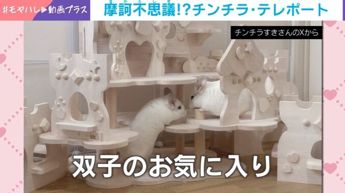 チンチラ