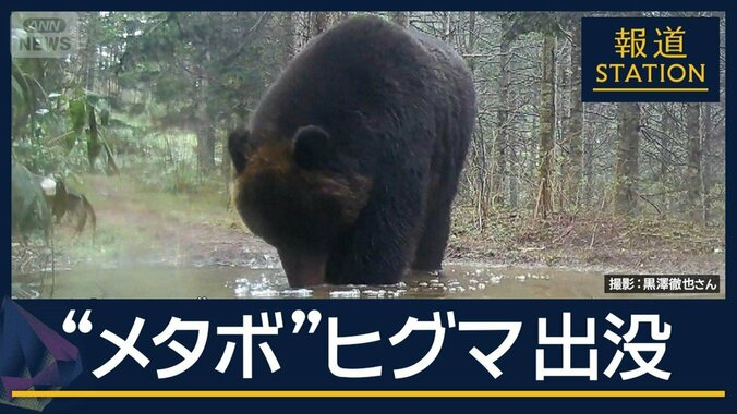 “メタボ”な個体も…GWも各地でクマ出没　秋田県で男性けが 1枚目
