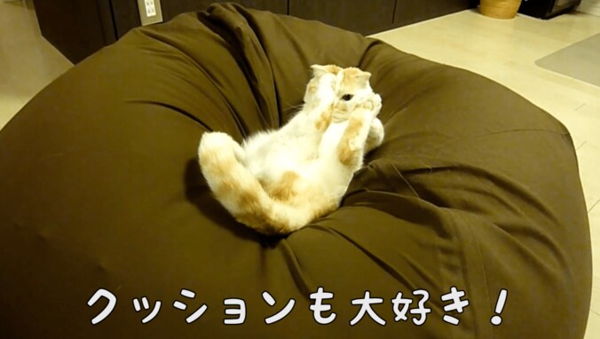 スコティッシュ猫のポッケが全力で癒してくる　「足ピーン！」も 4枚目