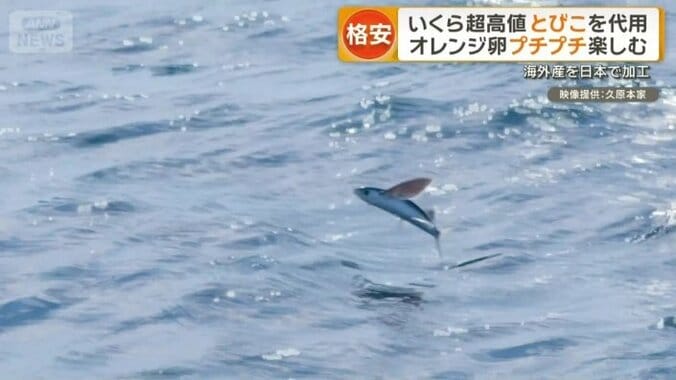 とびことはトビウオの卵