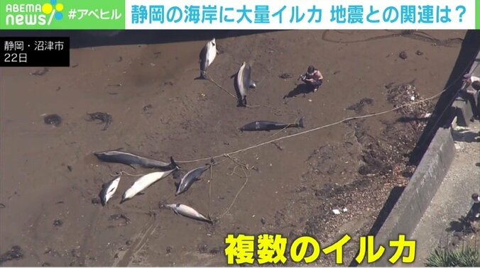 なぜ？イルカ9頭が海岸に打ち上げ 地震との因果関係なし 静岡県 1枚目