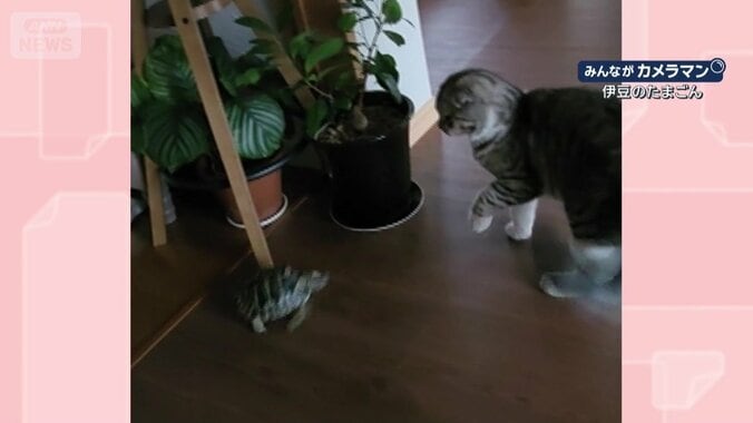 諦めずに追いかける