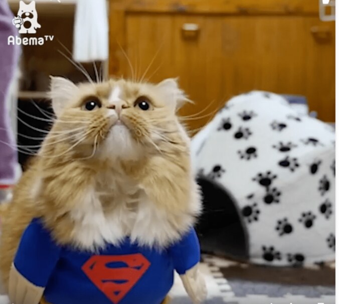 猫「ヒーローの登場にゃ」コスプレ後に可愛すぎる争いが勃発 4枚目