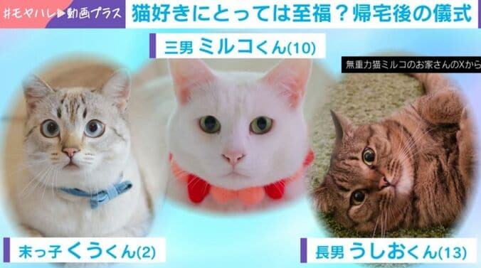 猫