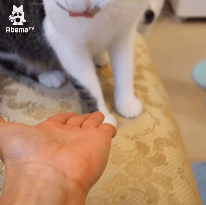 「お手できるにゃ！」 柴犬2匹と暮らす猫ミルキーの芸に才能を感じる 2枚目