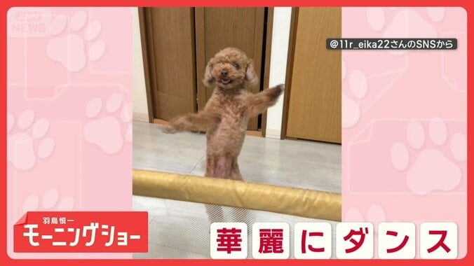 なんとダンス歴4年！　軽快にステップを踏むワンちゃん　どうして踊っているの？ 1枚目