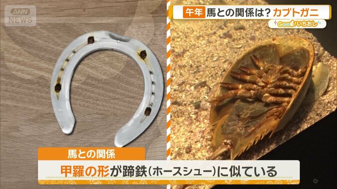 アメリカカブトガニ