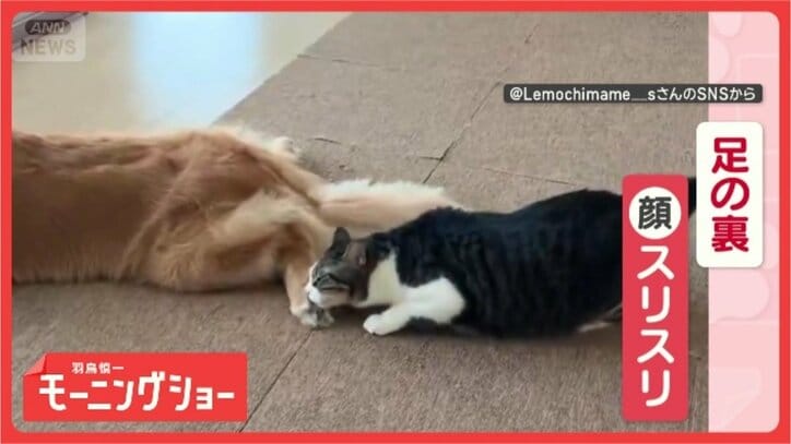 「ワンちゃんの足の裏が大好きニャン」　引っ込めても諦めない！狙い続けるネコ