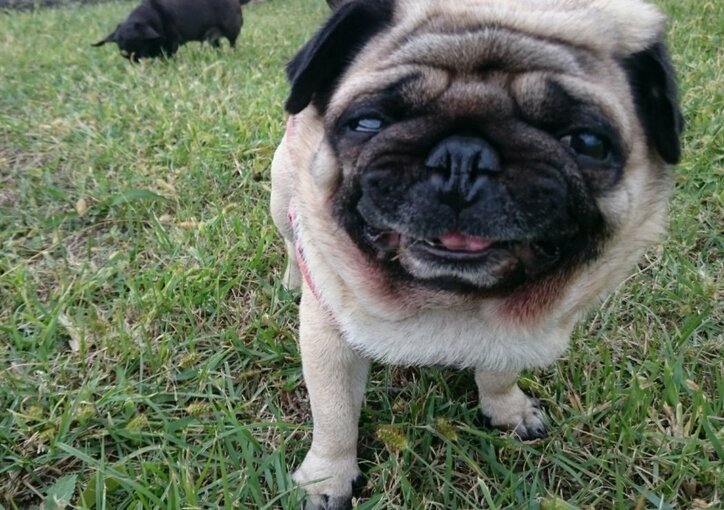 坂上忍「短命の可能性が高いとしても…」　犬への愛が深すぎると話題