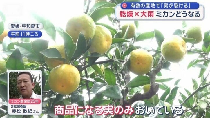 みかん