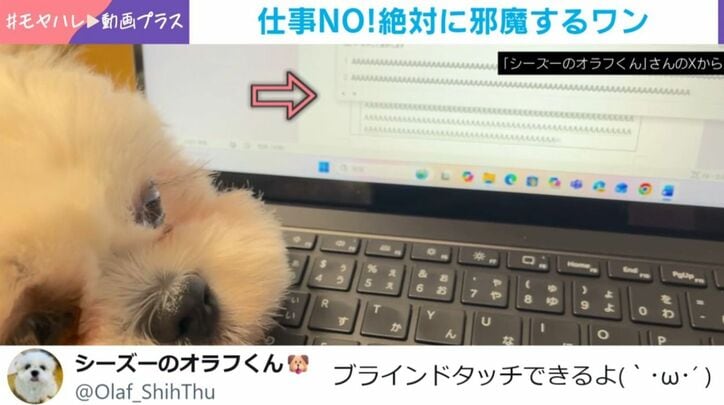 オラフくん