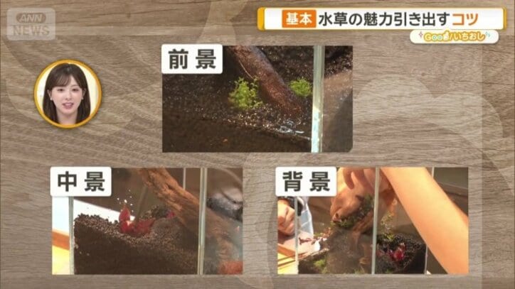 育った後を考えながら水草を植えていく