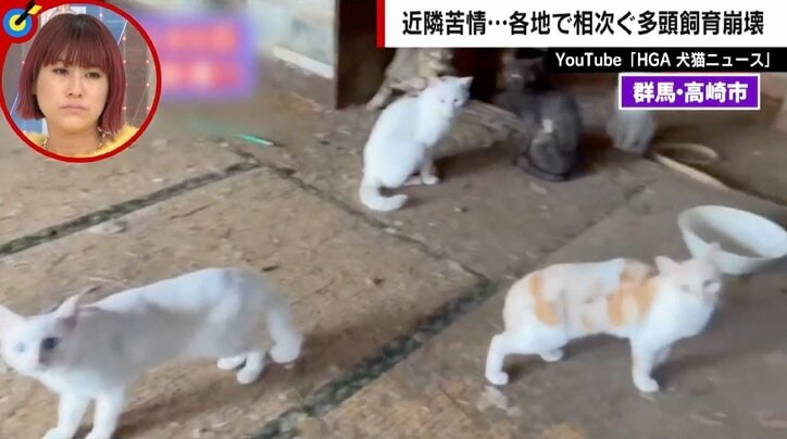 「10分いたらアンモニア臭が染み付く」異臭に大量繁殖…相次ぐ多頭飼育崩壊の現実 件数稼ぎで「信頼度」うたう悪質保護団体も