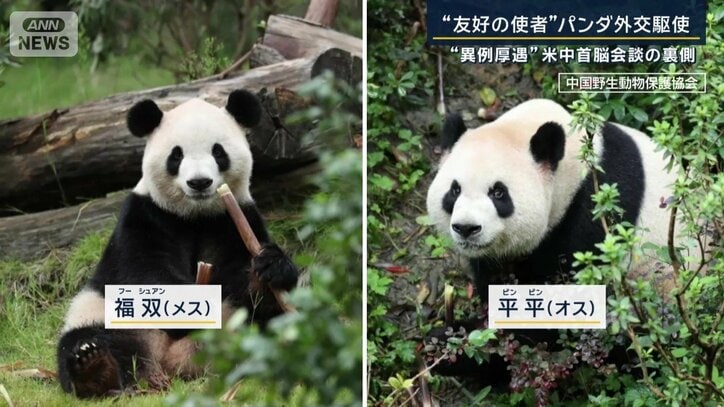 パンダ
