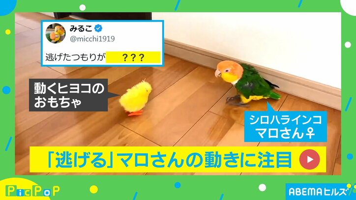 【写真・画像】怖いー！ インコが後ろに逃走→ビビりすぎて“一回転”しちゃった瞬間　1枚目