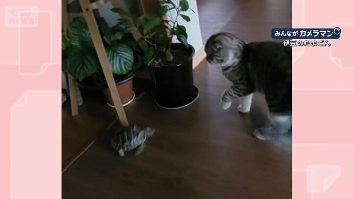 諦めずに追いかける