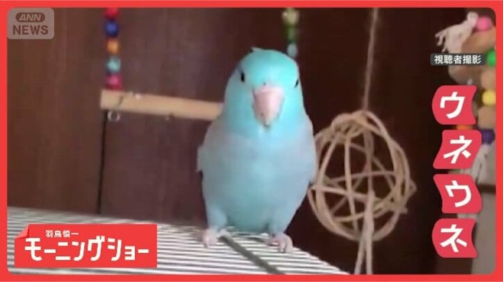 首ウネウネしながらダンシング！　インコさん“踊る”驚きのワケ