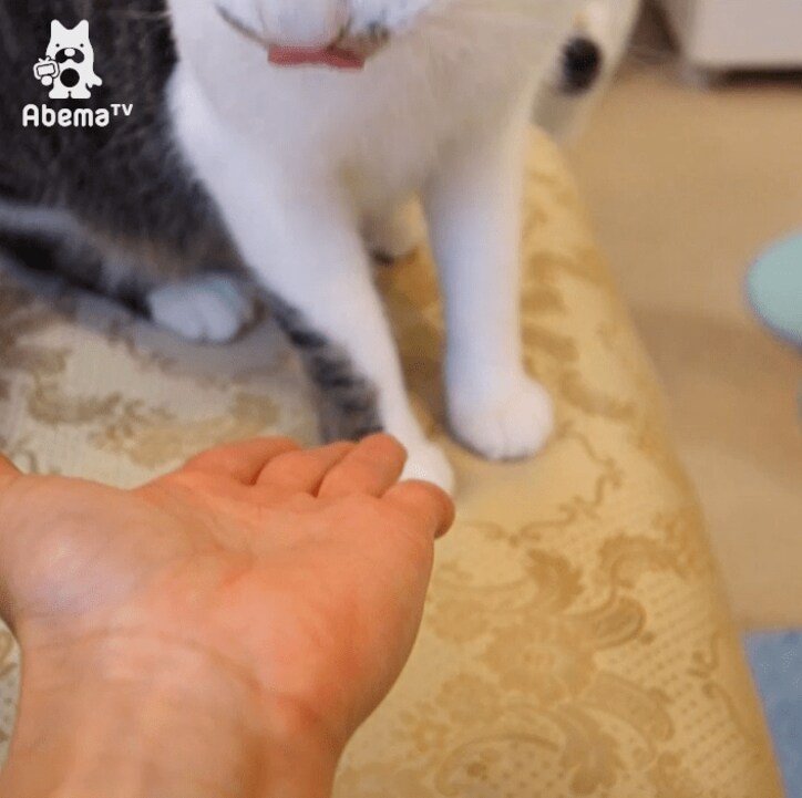 「お手できるにゃ！」 柴犬2匹と暮らす猫ミルキーの芸に才能を感じる