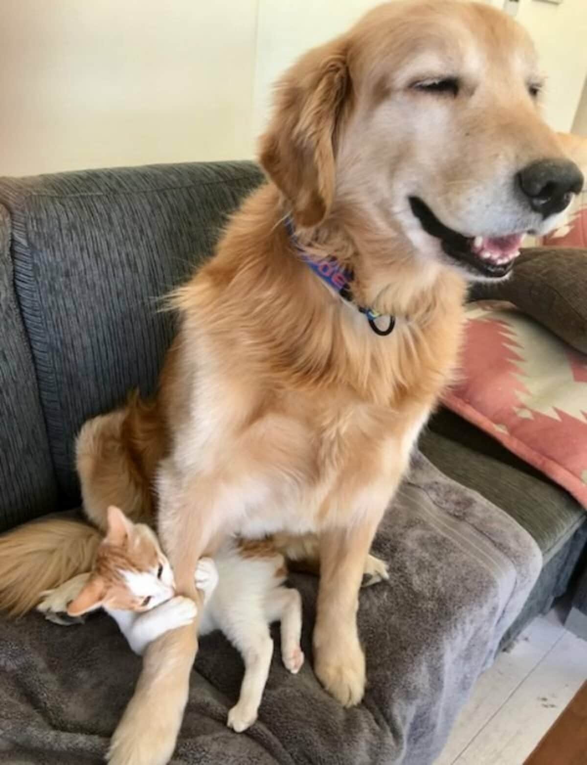 坂上忍 愛犬 愛猫たちの姿を見て感激し涙 正直 想像もしていなかったです 話題 Abema Times 坂上忍 愛犬 愛猫たちの姿を見て感激し涙 正直 想像もしていなかったです 話題 Abema Times