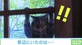 「衝撃の映像が撮れた」窓辺から視線を送る猫の姿がTwitterで話題「めちゃくちゃ笑っちゃった」