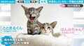 子猫2匹が料理中に大興奮! 納得の理由に「まるで漫画」「やはり子猫は反則」