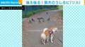柴犬の後ろに“まさかの生き物” 全然気づかない姿に飼い主爆笑「なんで気付かないの？」
