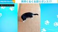 「まるでブレイクダンス!」突然、猫が“高速回転”する様子に「軽やかでかわいい」「畳ボロボロになるよw」と反響