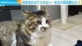 まるで反抗期?イカ耳姿の猫が目も合わせてくれない“理由”に飼い主メロメロ