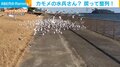 まさにカモメたちの“団体芸” 一斉に飛び立つ→ピタッと整列する姿に撮影者「お利口さん」