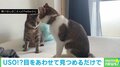 2匹の猫がアイコンタクト その後の“息ピッタリな動き”に「完璧なシンクロ」「こっそり練習してた？」