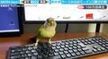 ノリノリで踊るインコの動画が再生160万回超え！ケージから開放された喜びを全力で表現する姿が可愛いと反響