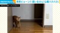 「トコトコ…!!」猫が入室から2秒で奇襲？ 飼い主の心臓バクバク 「これはビビる」「規格外過ぎる」と大反響